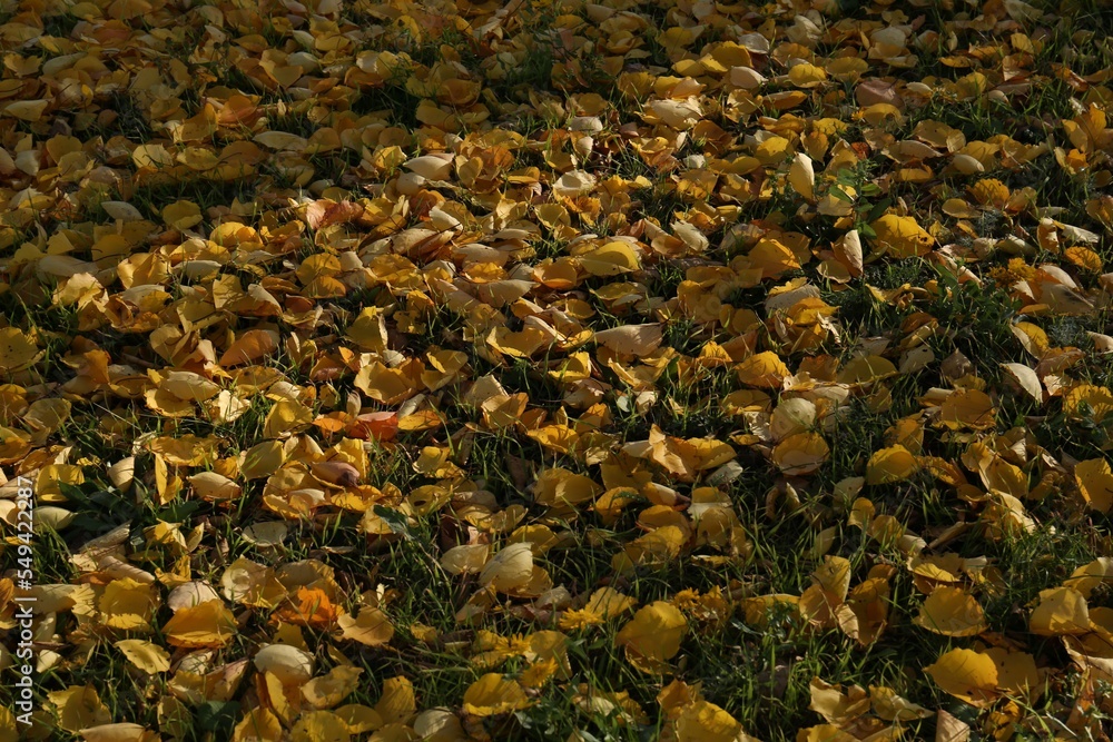 Beautiful dry leaves on grass outdoors. Autumn season Beautiful dry leaves on grass outdoors. Autumn season