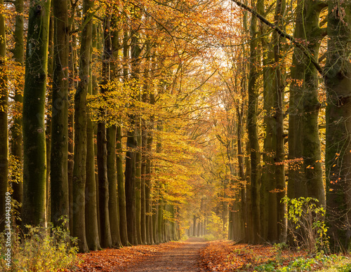 forest road near utrecht in autumnal forest on utrechtse heuvelrug in the fall