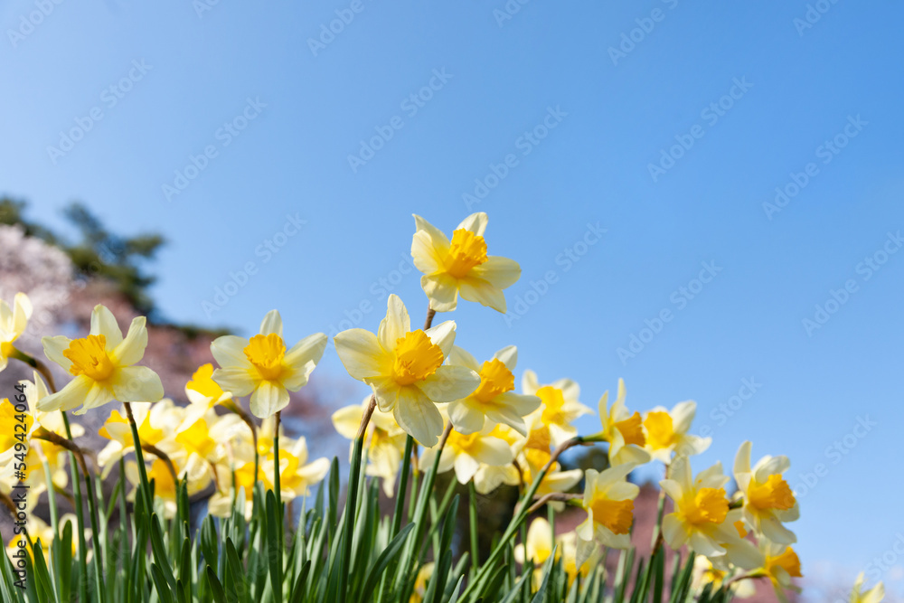 Fototapeta premium 青空に向かって