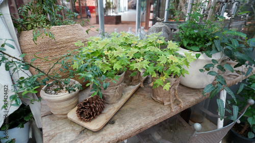Plant Greenhouse Garden