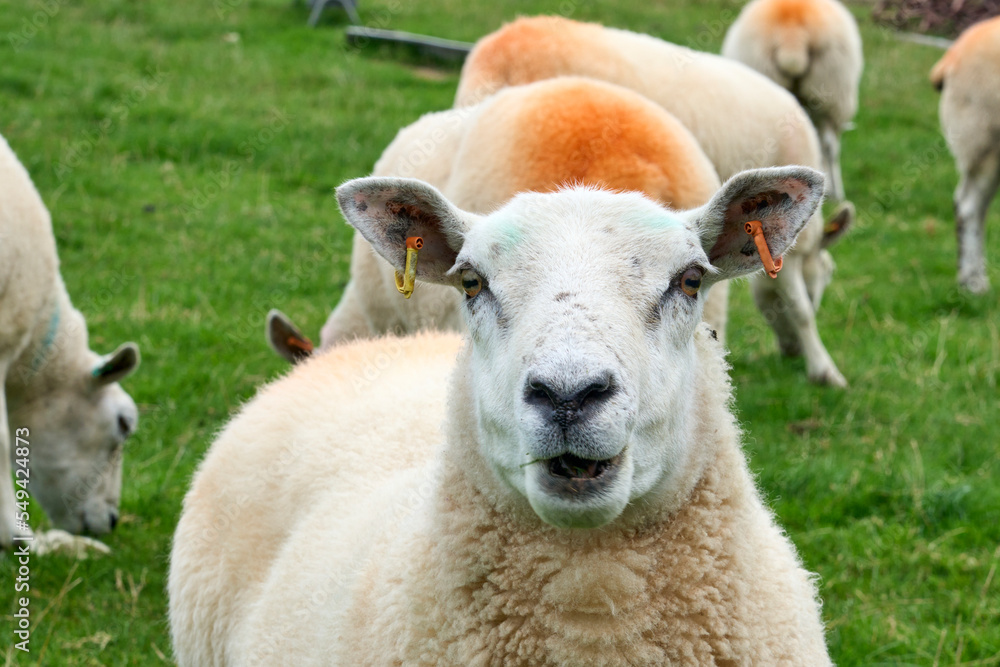 typically coloured sheep on a Pasture in Kerry county, Republik of Ireland