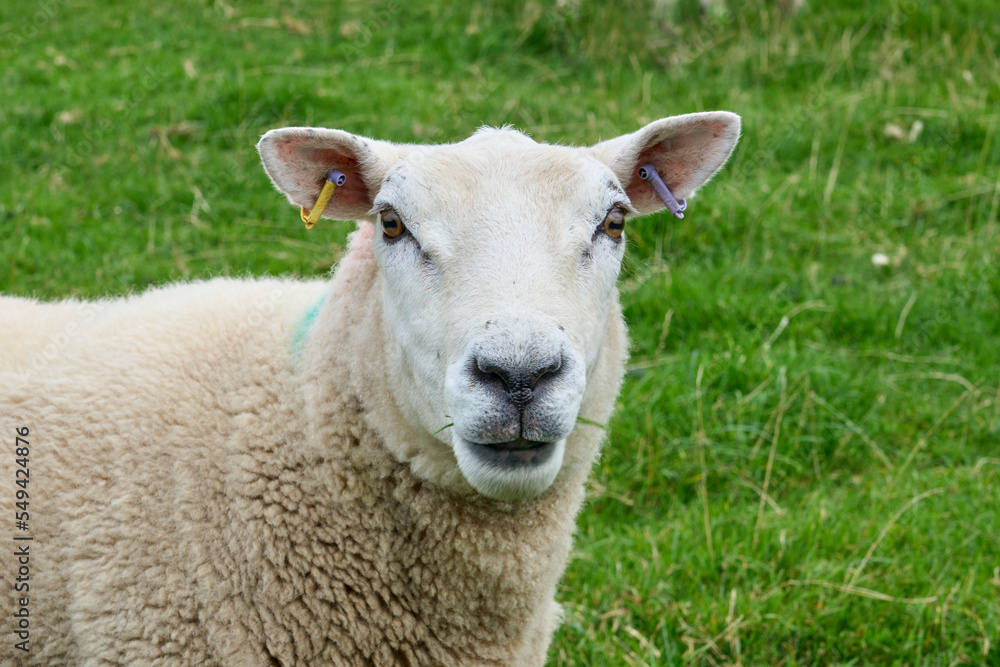 typically coloured sheep on a Pasture in Kerry county, Republik of Ireland