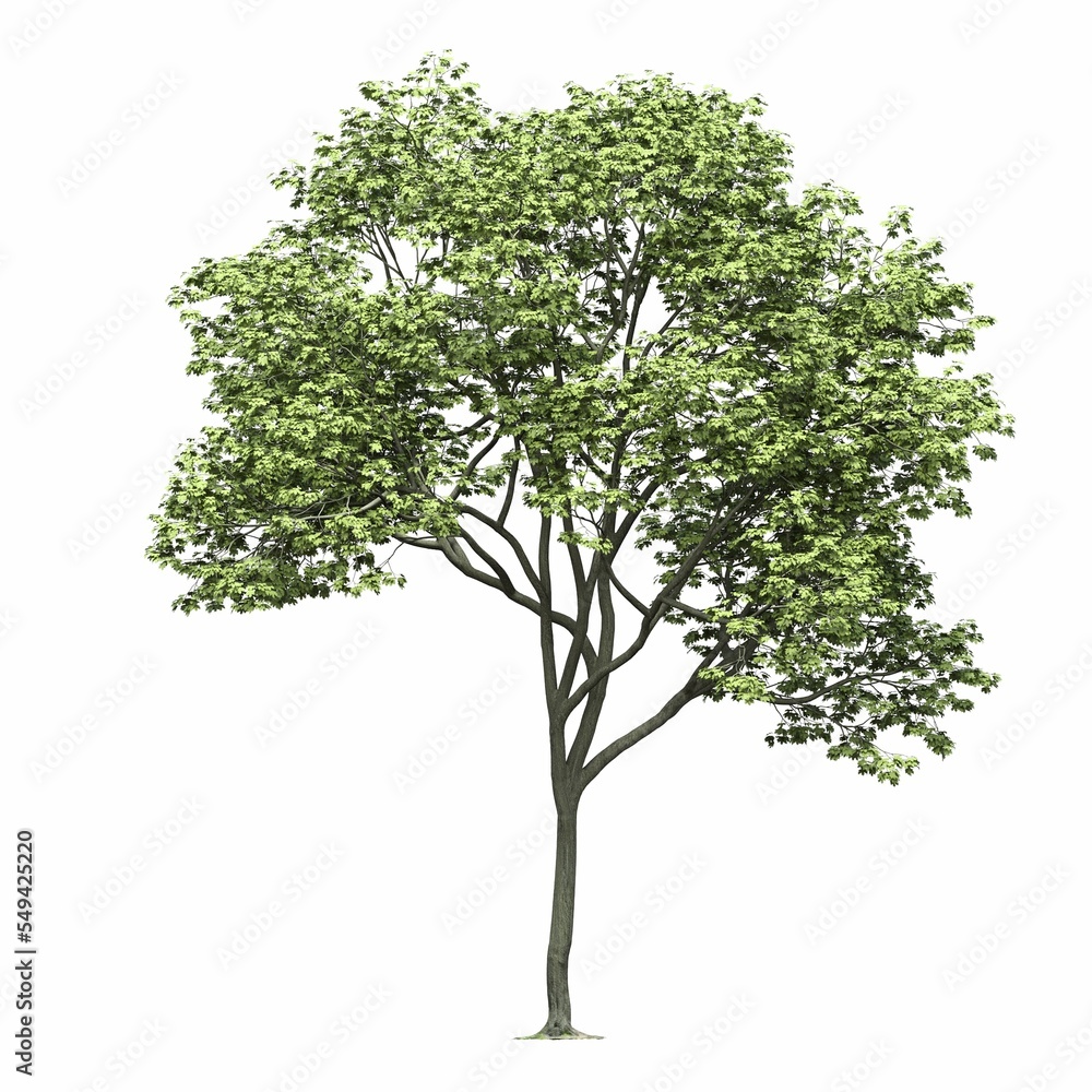 Obraz premium deciduous tree, isolated on white background, 3D illustration, cg render