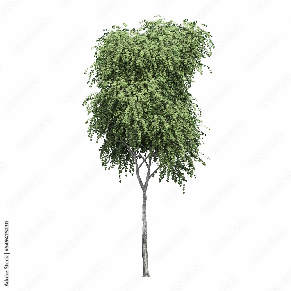 Fototapeta premium deciduous tree, isolated on white background, 3D illustration, cg render