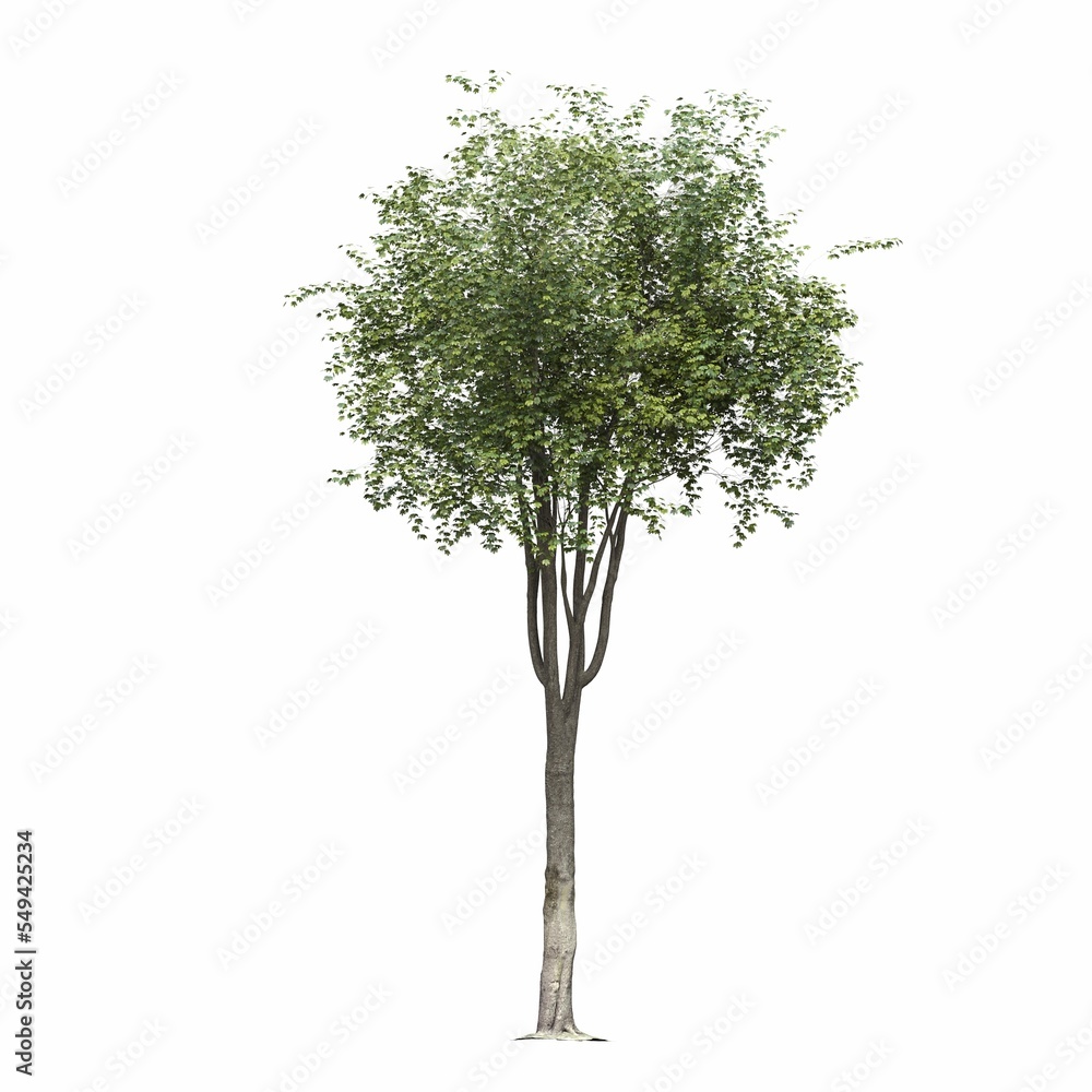 Obraz premium deciduous tree, isolated on white background, 3D illustration, cg render