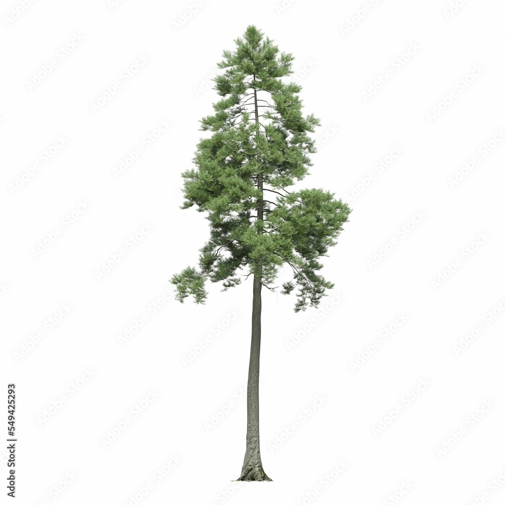 Obraz premium deciduous tree, isolated on white background, 3D illustration, cg render