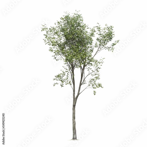 deciduous tree  isolated on white background  3D illustration  cg render