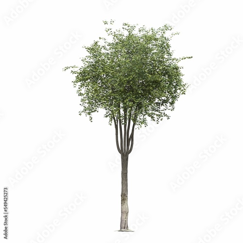 deciduous tree  isolated on white background  3D illustration  cg render