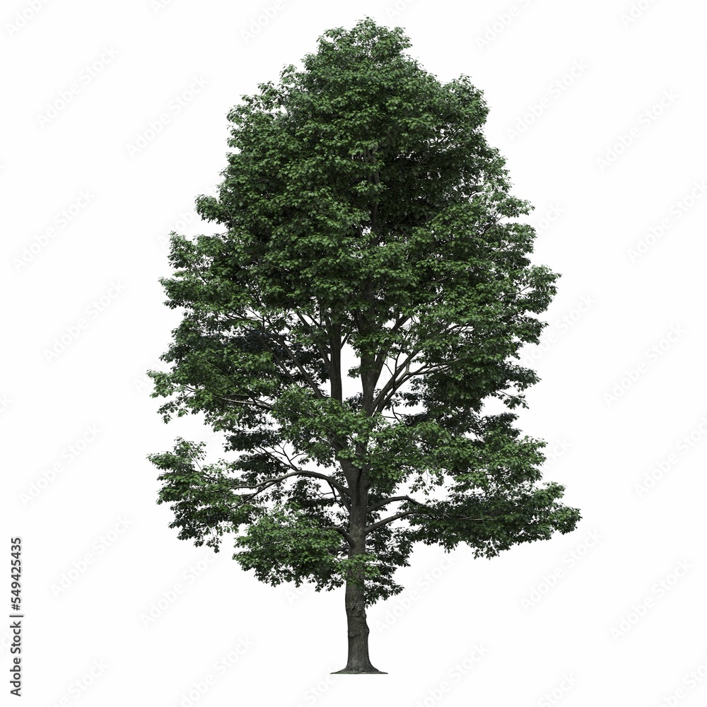 Fototapeta premium deciduous tree, isolated on white background, 3D illustration, cg render