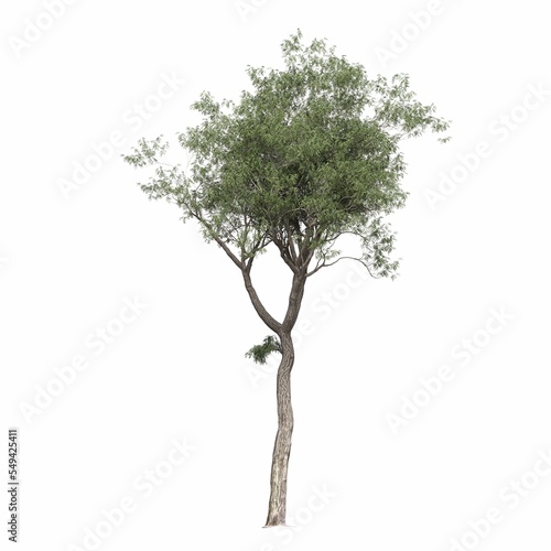 deciduous tree  isolated on white background  3D illustration  cg render