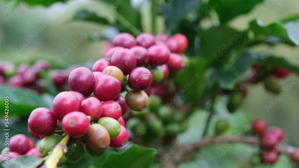 Coffee bushes ripen in the mountains of Thailand ready to be harvested with green and red coffee cherries. Arabica coffee beans ripening on tree in in organic coffee plantation. Coffee bushes ripen in the mountains of Thailand ready to be harvested with green and red coffee cherries. Arabica coffee beans ripening on tree in in organic coffee plantation.