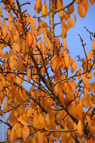 Orangefarbene Blätter an einem Kirschbaum. Es ist Herbst. Sie haben ihre Kraft verloren und hängen herab. Sie warten auf den Wind, dass er sie abschüttelt, damit sie als Laub zu Boden fallen können. 