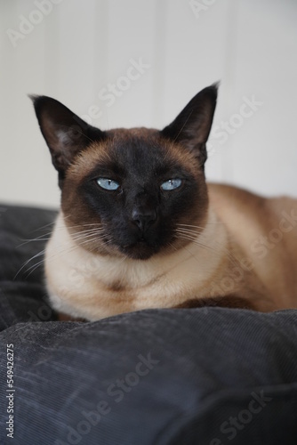 Blue-eyed siamese cat.