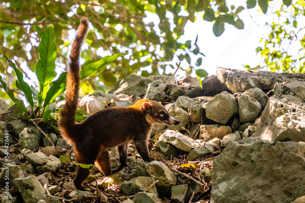 An exotic animal, White-nosed coati, typical and common animal in Central America, Costa Rica. Cute and curious animal. An exotic animal, White-nosed coati, typical and common animal in Central America, Costa Rica. Cute and curious animal.