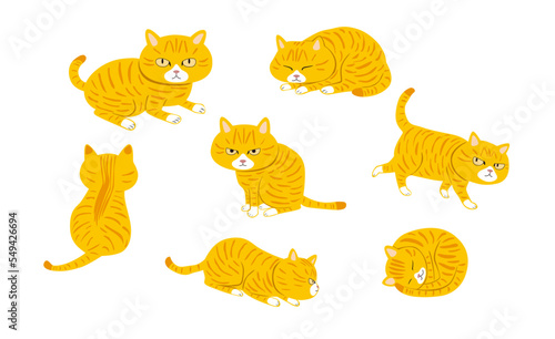 茶トラ猫のポーズ集のイラスト
