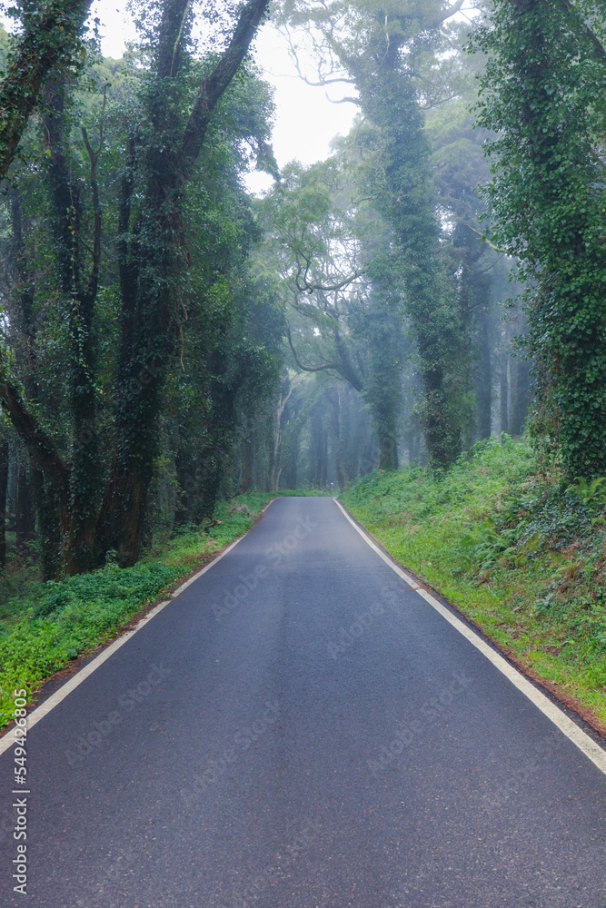 Fototapeta premium Road in a forest covered with mist and surrounded by old trees