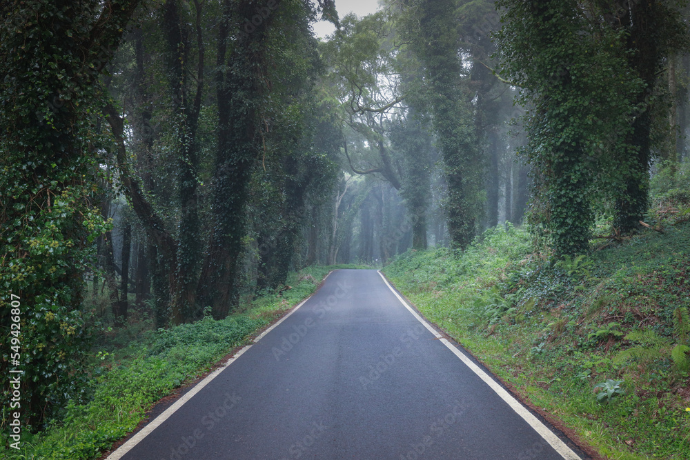 Obraz premium Road in a forest covered with mist and surrounded by old trees