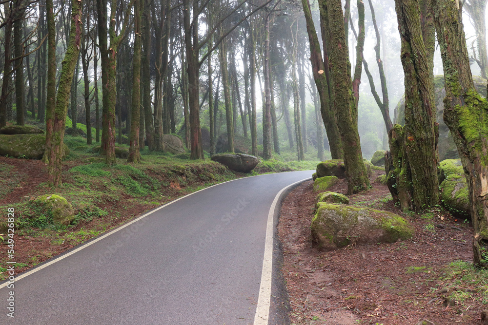 Fototapeta premium Road in a forest covered with mist and surrounded by old trees