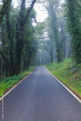 Road in a forest covered with mist and surrounded by old trees 