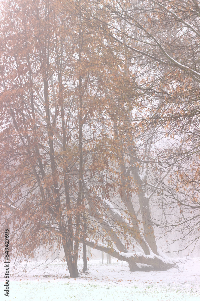 Winter landscape with trees in the fog. Winter landscape with trees in the fog.