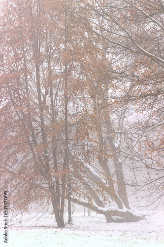 Winter landscape with trees in the fog.