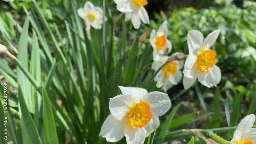 White tender narcissus flowers with rain drops on the petals blooming in spring sunny garden White tender narcissus flowers with rain drops on the petals blooming in spring sunny garden