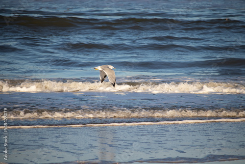 gull flying over the ocean