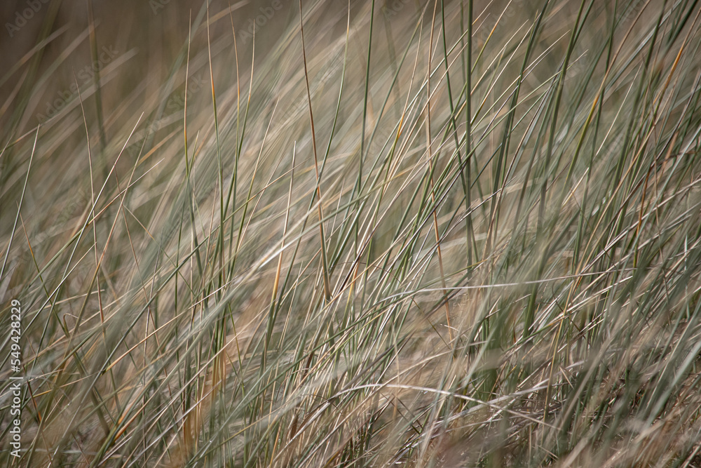 Fototapeta premium grass in the wind