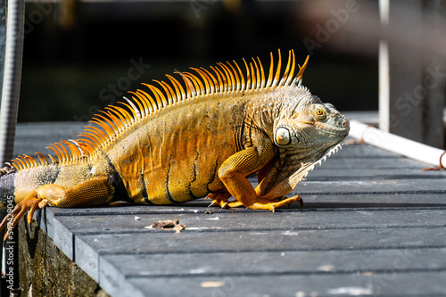 A large orange iguana on a pier in Florida USA © Andreas