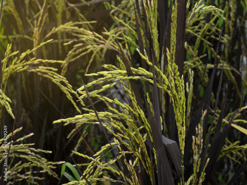 Obraz premium black leaves of rice plant rice in rice field already for harvest wit yellow light on left hand side.