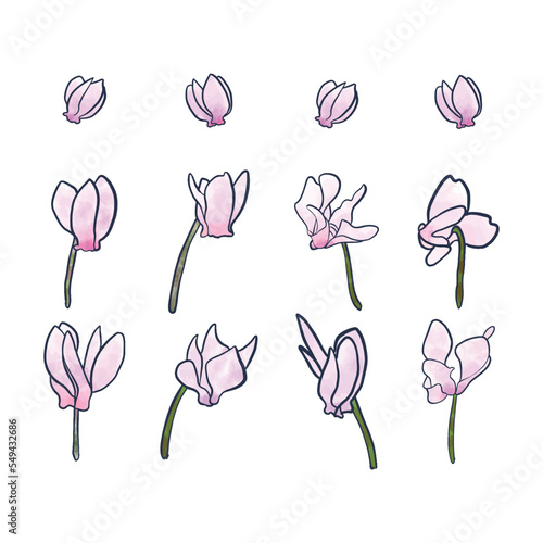 Hand Drawn Watercolor pink floral cyclamen , Cyclame flowers isolated on white background. 