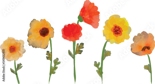 Set of watercolor poppy flower isolated on white background. Loose watercolor technique.