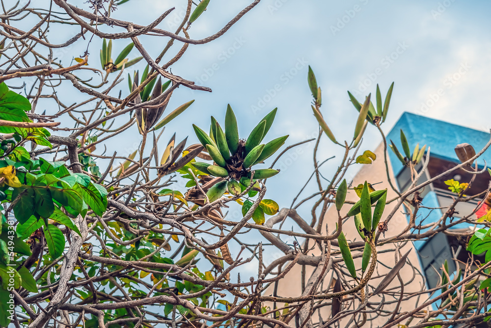 Obraz premium Green fruits of African tulip tree on bare branches in Puerto de la Cruz, Spain - view from below. Exotic flora of the Canary Islands