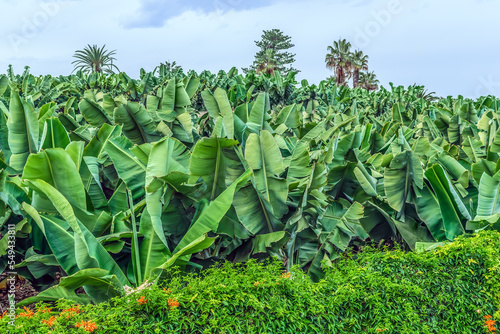 Banana field surrounded by a hedge of the exotic climbing plant Pyrostegia venusta in Puerto de la Cruz in Tenerife, Spain. Agriculture in the Canary Islands photo