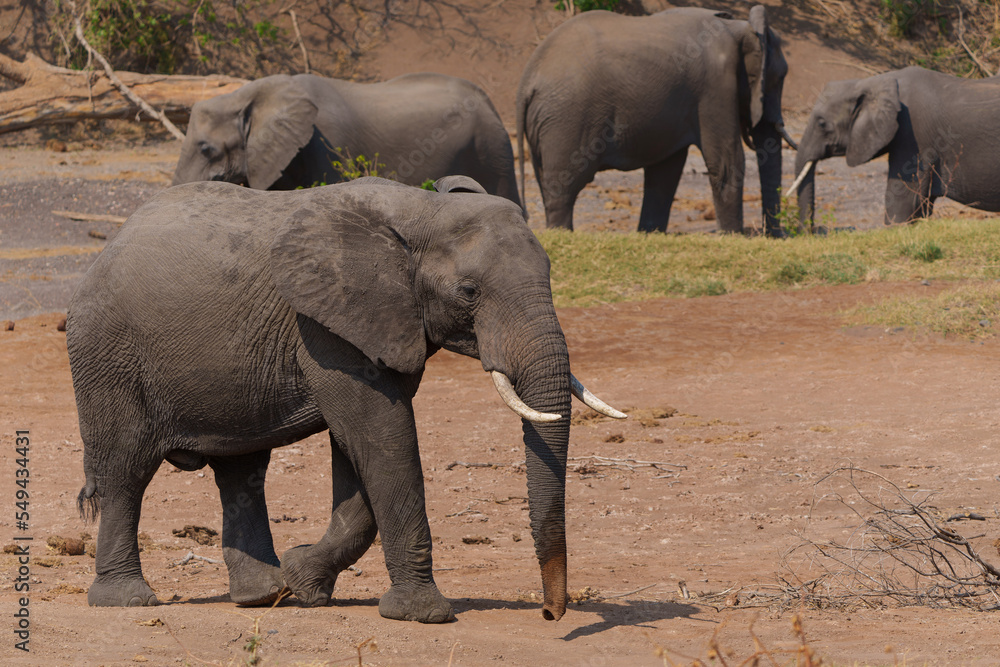 Elephant searching for water in a dry riverbed in Mashatu Game Reserve in the Tuli Block in Botswana Elephant searching for water in a dry riverbed in Mashatu Game Reserve in the Tuli Block in Botswana