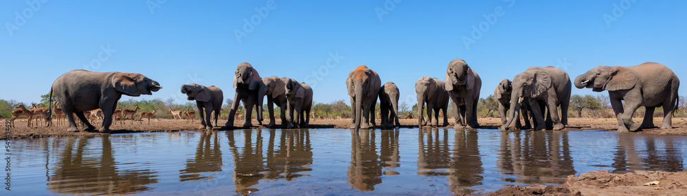 Fototapeta premium Elephants drinking and taking a bath in a waterhole in Mashatu Game Reserve in the Tuli Block in Botswana.