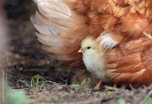 Foto Little chick hiding under the wings of its mother in an organic farm