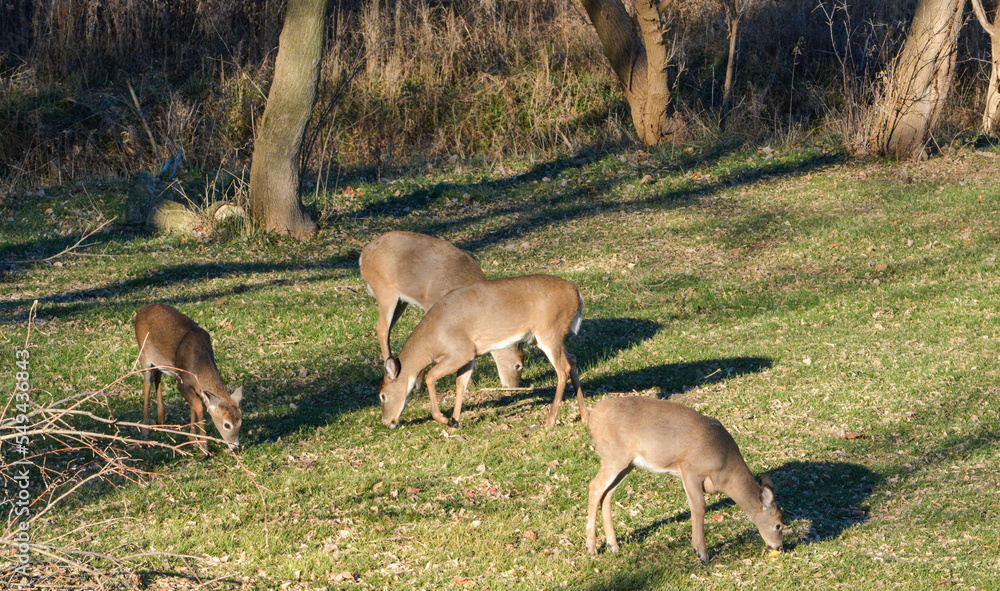 Thanksgiving With Deer in Southeast Michigan