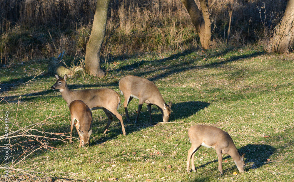 Thanksgiving With Deer in Southeast Michigan