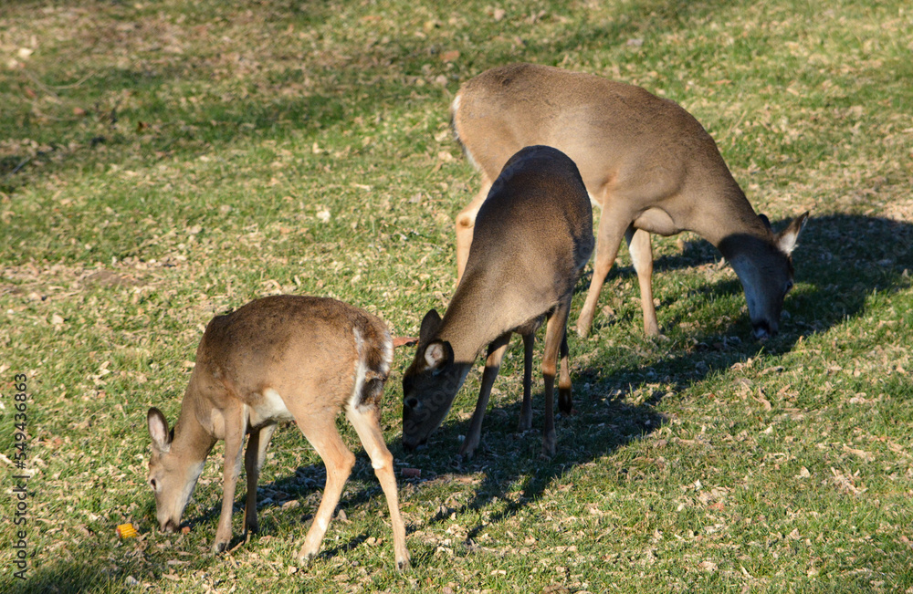 Thanksgiving With Deer in Southeast Michigan