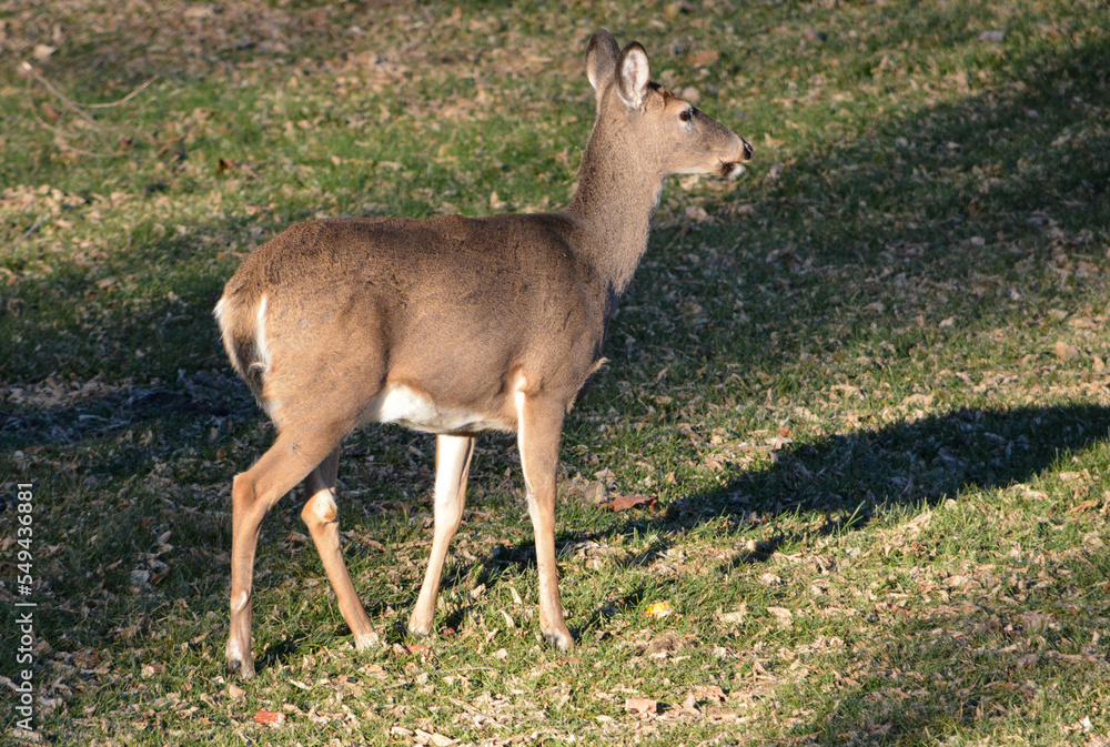 Thanksgiving With Deer in Southeast Michigan