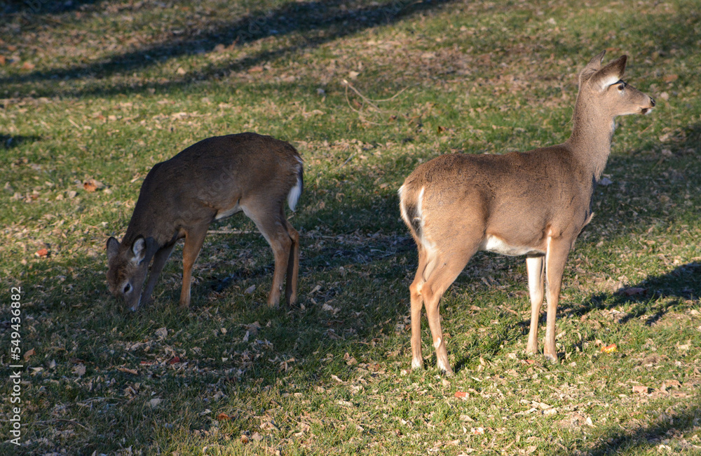 Thanksgiving With Deer in Southeast Michigan
