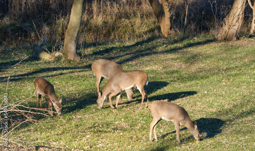 Obraz na płótnie Thanksgiving With Deer in Southeast Michigan w salonie
