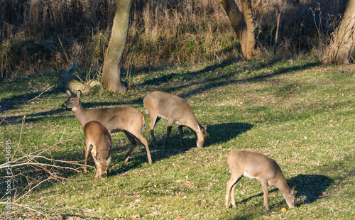 Obraz na płótnie Thanksgiving With Deer in Southeast Michigan w salonie
