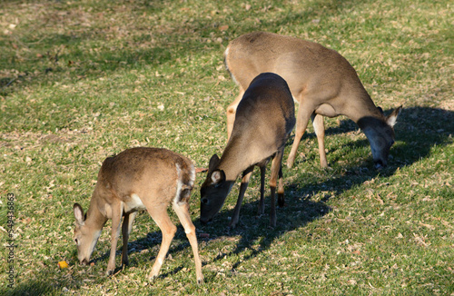 Obraz na płótnie Thanksgiving With Deer in Southeast Michigan w salonie