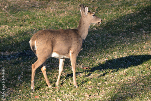 Obraz na płótnie Thanksgiving With Deer in Southeast Michigan w salonie