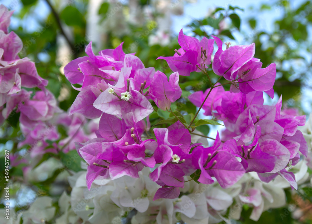 bougainvillea flowers are beautiful on a clear day.