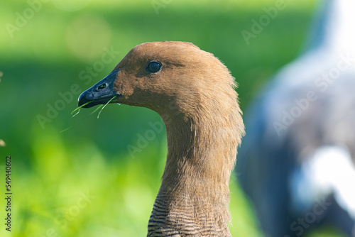 Brown upland goose holds blades of grass with his beak photo