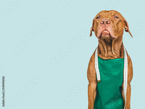 Lovable, pretty puppy holding measuring tape and piece of cloth. Closeup, indoors. Studio shot. Concept of repair and tailoring