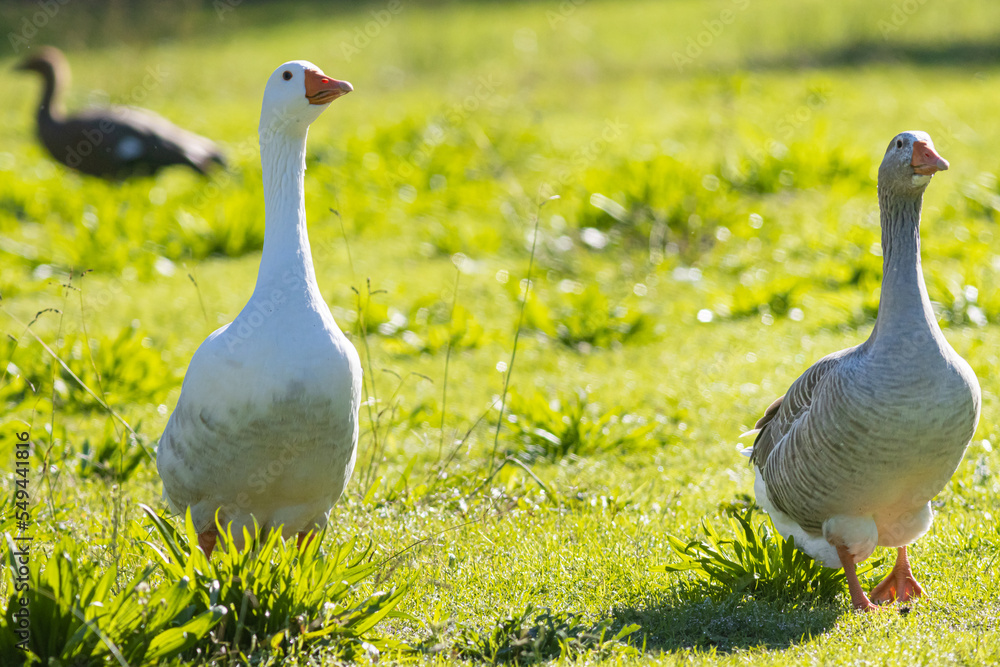 Fototapeta premium Geese walking on the green grass
